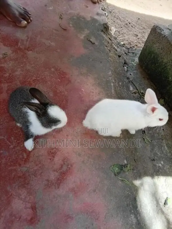 Selling Rabbit