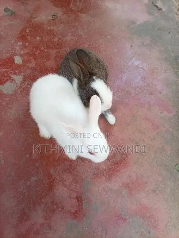 Selling Rabbit