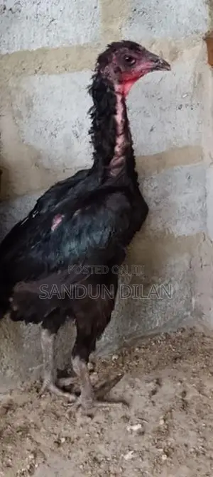 Rooster