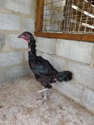 Rooster