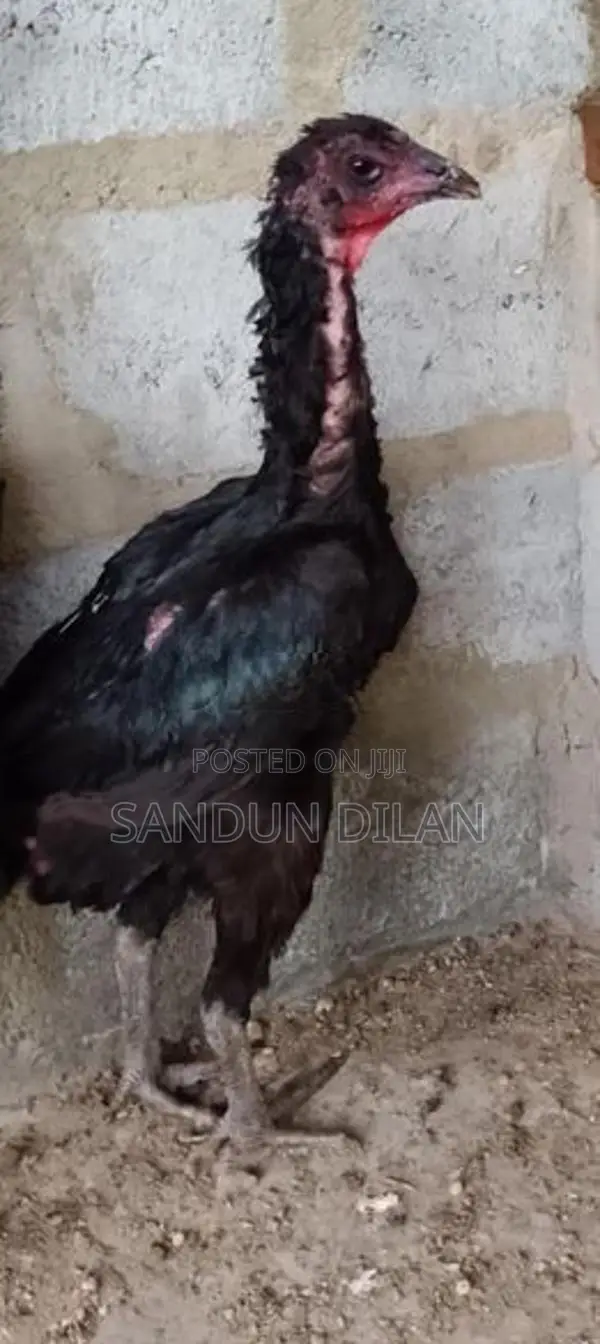 Rooster