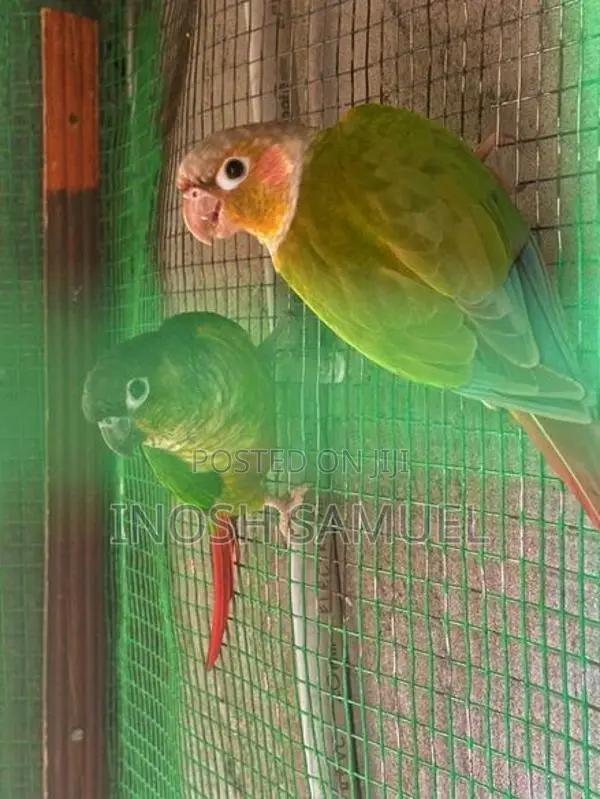 Pine Apple Conure/ Yellow Sided Conure