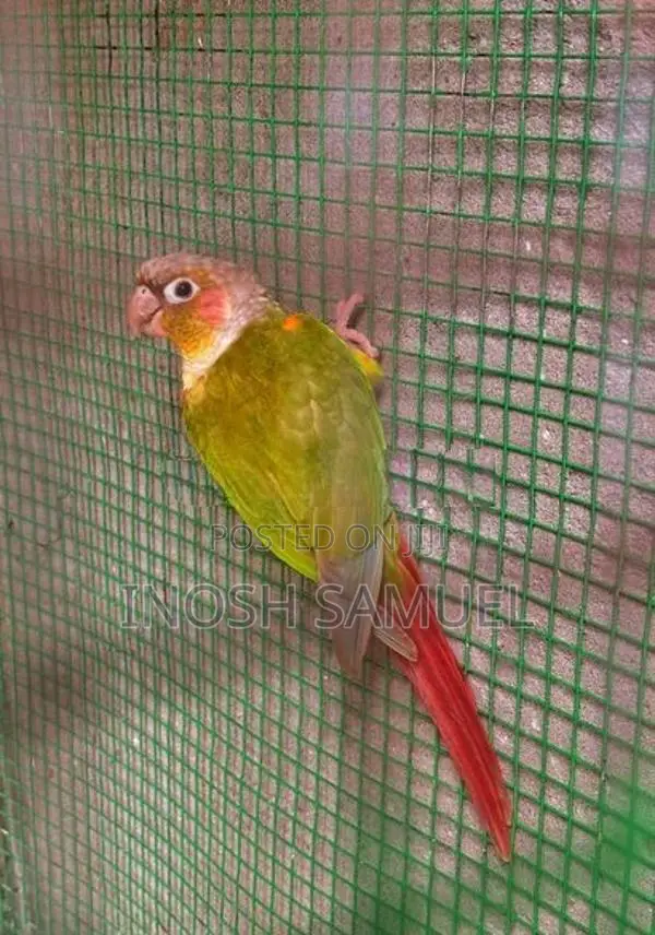 Pine Apple Conure/ Yellow Sided Conure