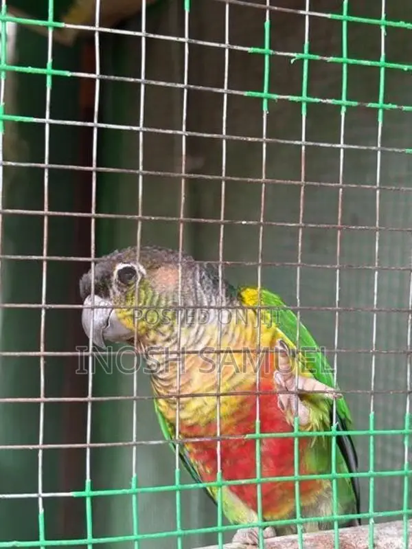 Pine Apple Conure/ Yellow Sided Conure