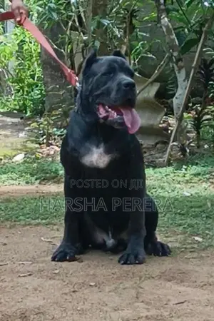 Cane Corso
