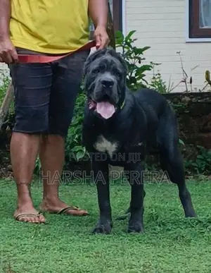 Cane Corso