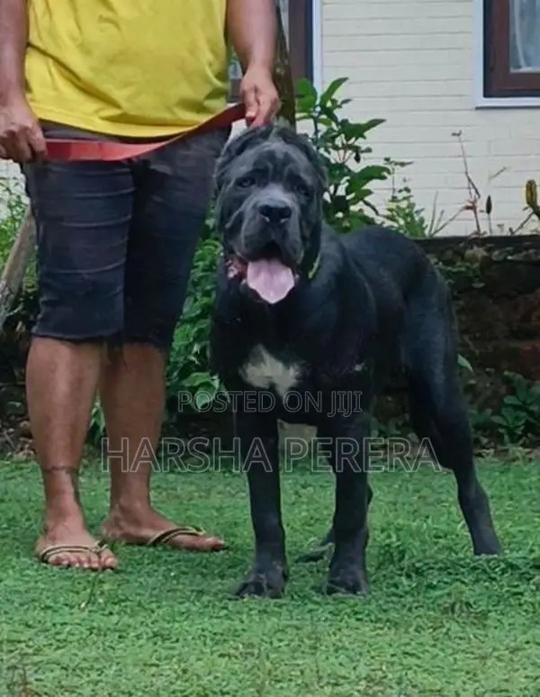 Cane Corso