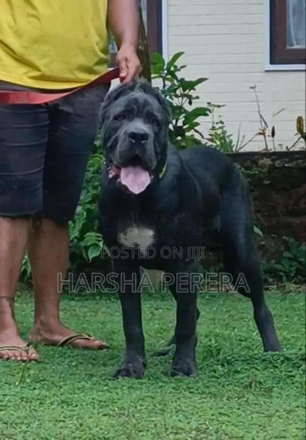 Cane Corso
