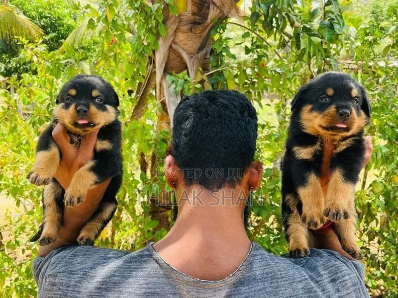 Rottweiler