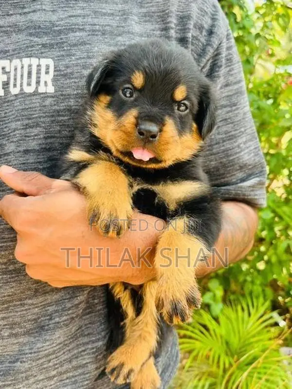 Rottweiler