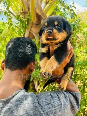 Rottweiler