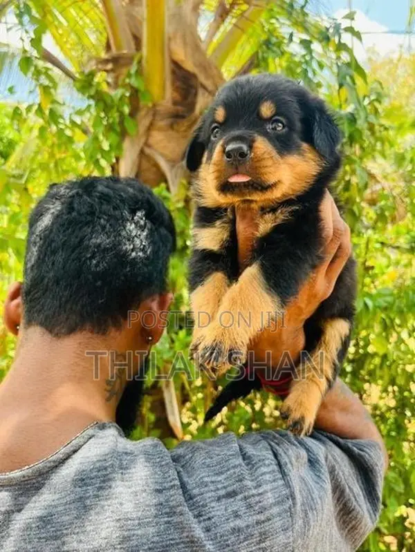 Rottweiler