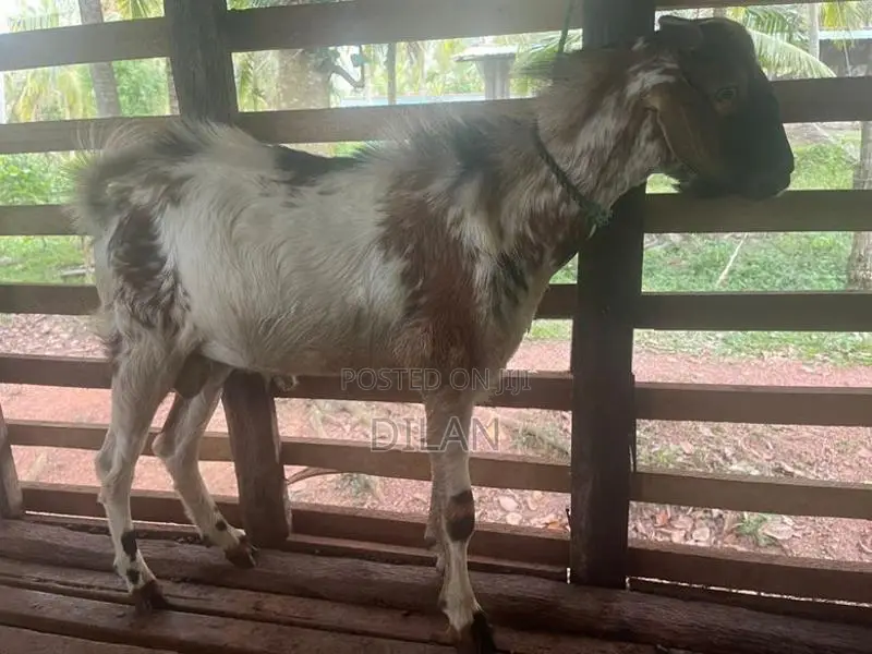 Goat - එළුවන්