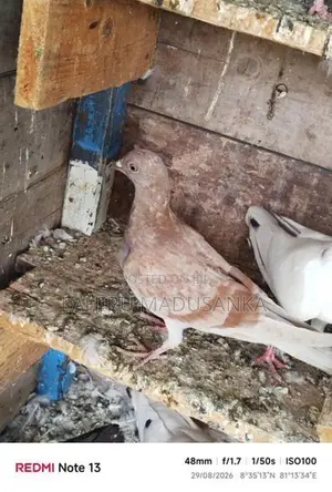 Timing Pigeons
