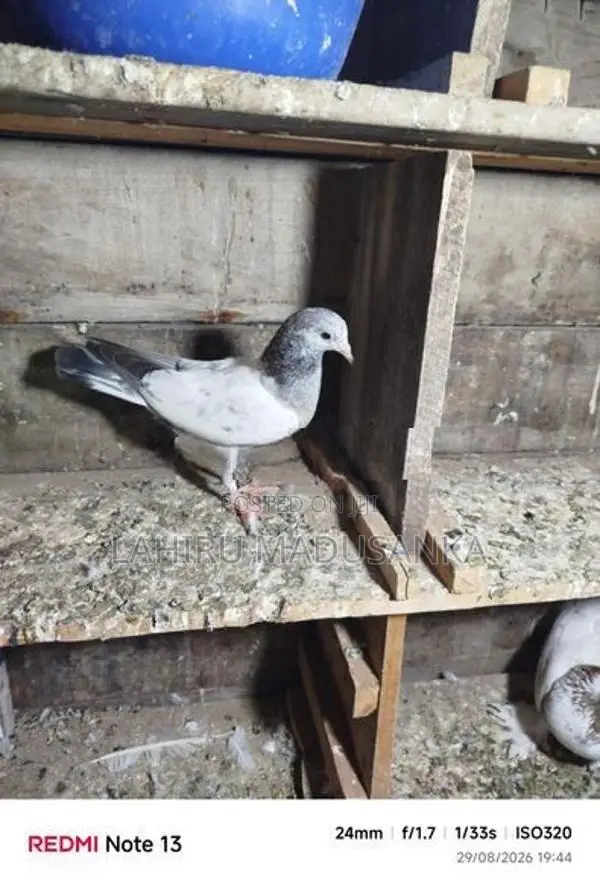 Timing Pigeons