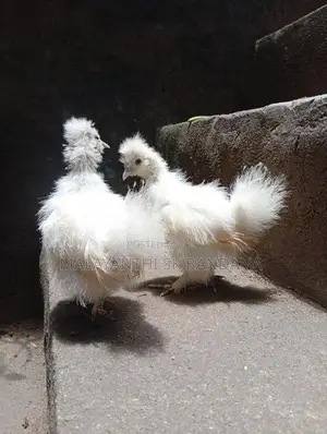 Silkie Chicks