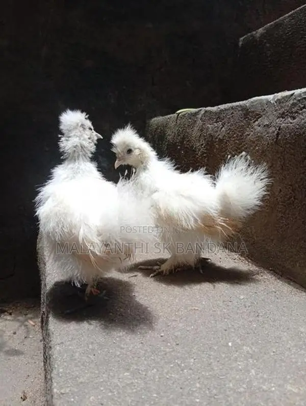 Silkie Chicks