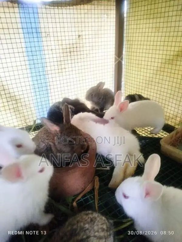 Rabbit Sale