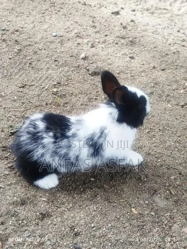 Rabbit Sale