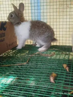 Rabbit Sale
