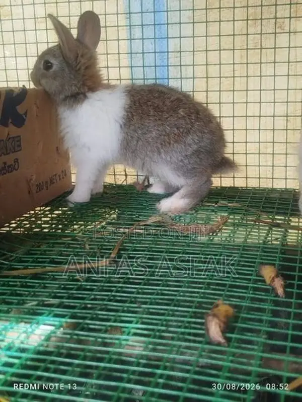 Rabbit Sale