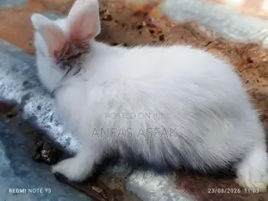 Rabbit Sale