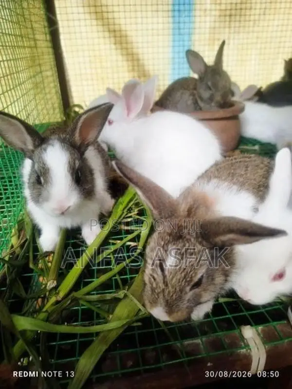 Rabbit Sale