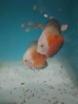 Discus Fish