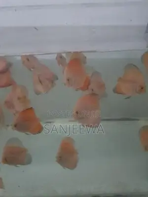 Discus Fish