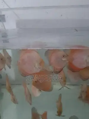 Discus Fish