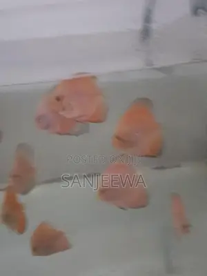 Discus Fish