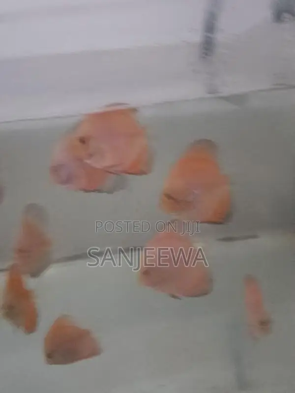 Discus Fish