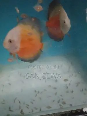 Discus Fish