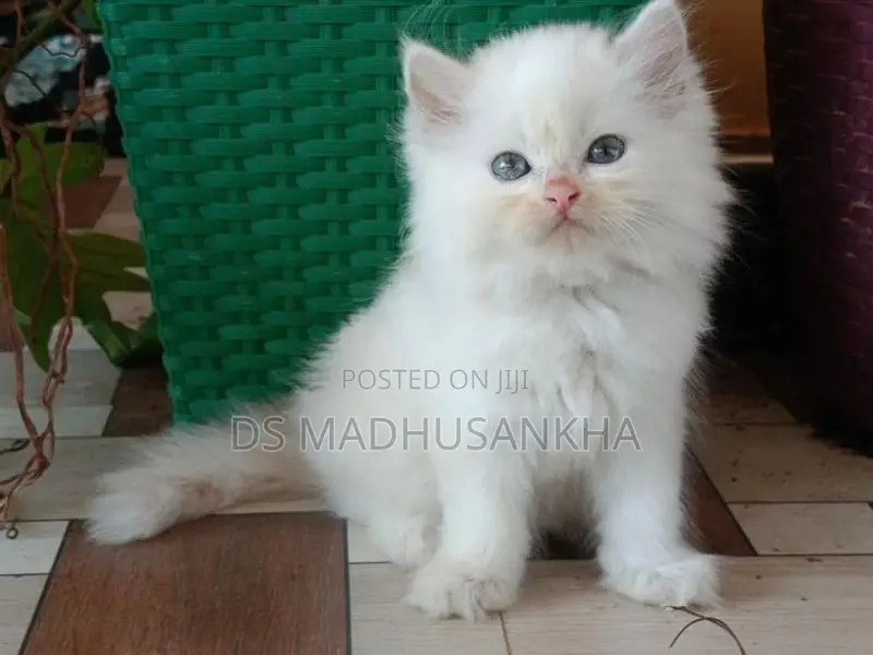 Persian Kitten