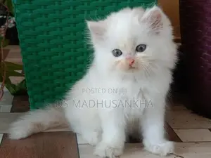 Persian Kitten