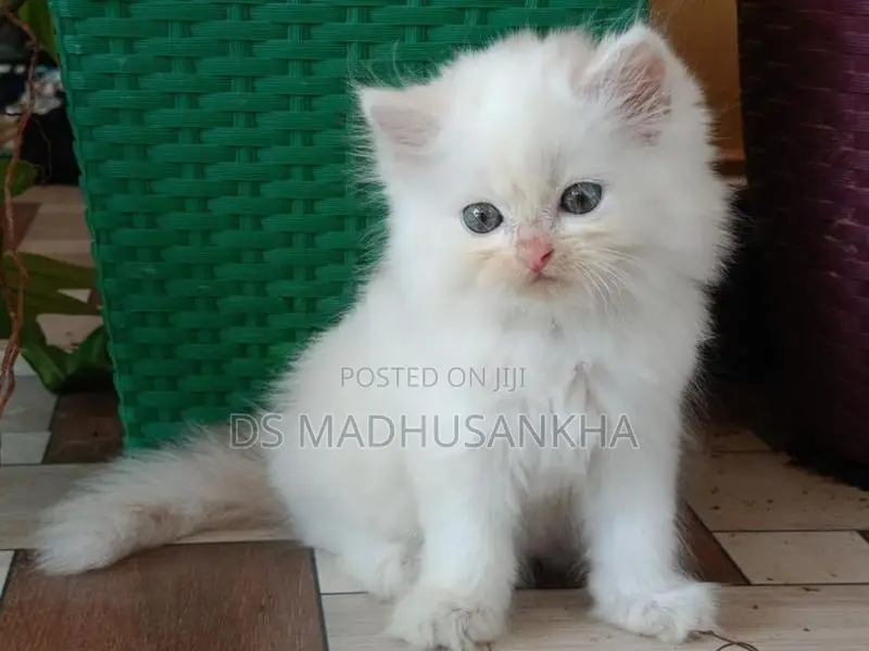 Persian Kitten