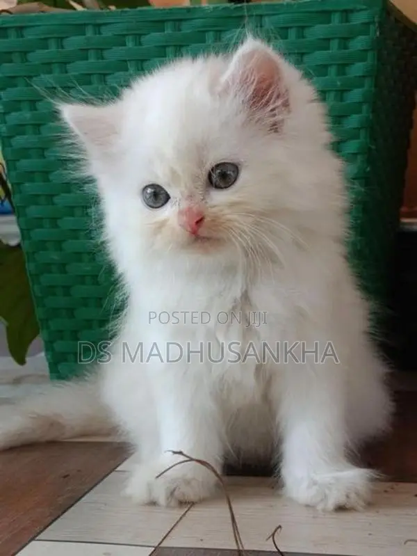 Persian Kitten