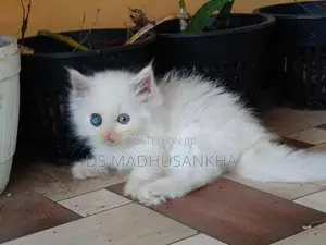 Persian Kitten