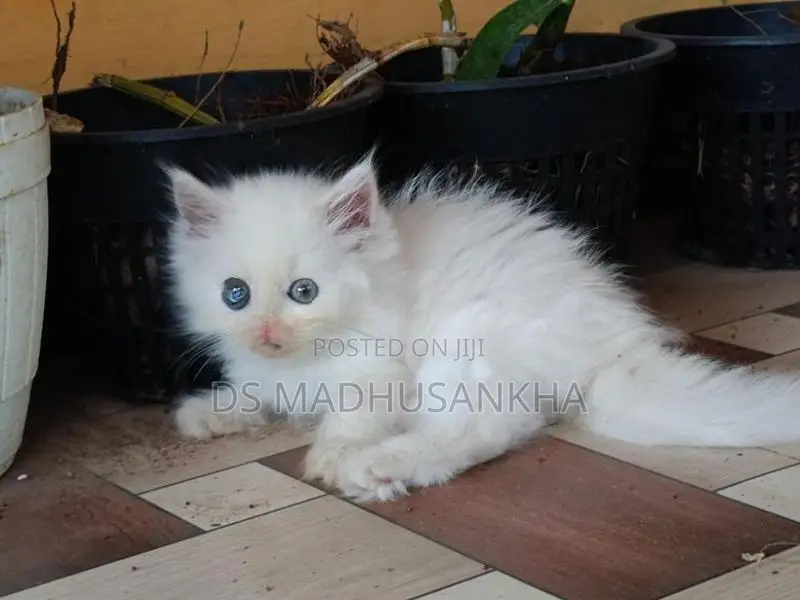 Persian Kitten