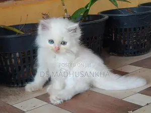 Persian Kitten