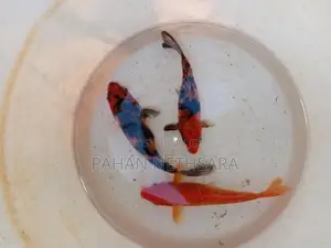 Carp Fish