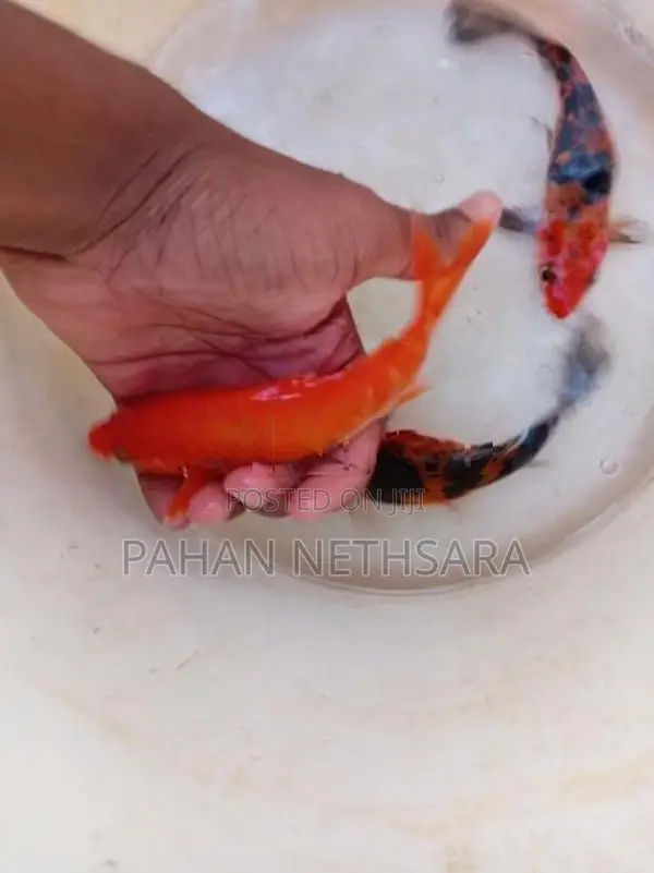 Carp Fish