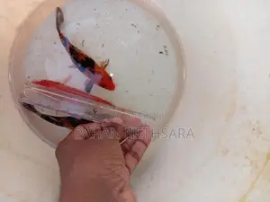 Carp Fish