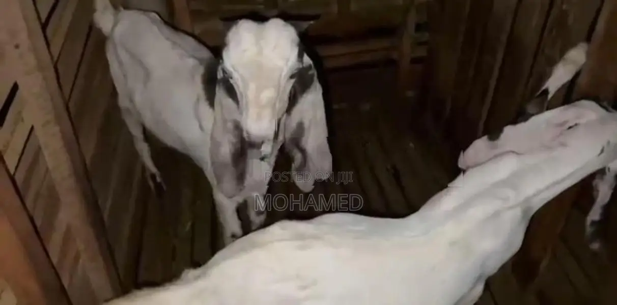 Jamunapari Goat