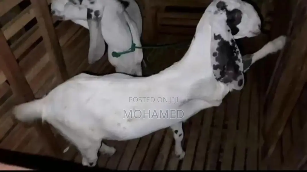 Jamunapari Goat