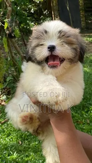 6 Shih Tzu Puppies