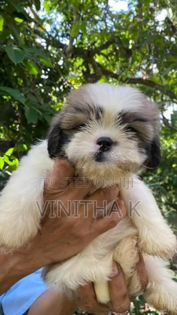 6 Shih Tzu Puppies