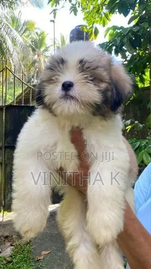 6 Shih Tzu Puppies