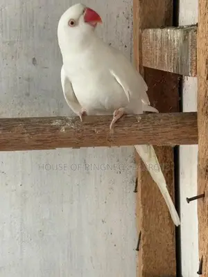 Ringneck Albino Female