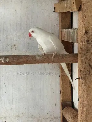 Ringneck Albino Female